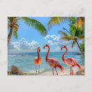 Recherche de palmier rose cartes postales Toute personne