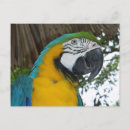 Recherche de perroquet bleu cartes postales Oiseau