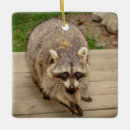 Recherche de raccoon ornements Animal