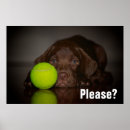 Recherche de chiot de laboratoire de chocolat posters Mignonette