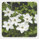 Recherche de kevin autocollants Floraison