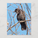 Recherche de crow cartes postales Corneille