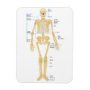 Recherche de médecine magnets Squelette