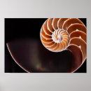 Recherche de fibonacci posters Séquence