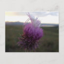 Recherche de grains cartes postales Champ
