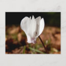 Recherche de cyclamen cartes postales Pétale