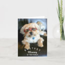 Recherche de pet mom Puppy