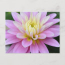 Recherche de dahlia cartes postales Macro