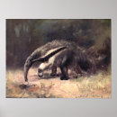 Recherche de anteaters posters Anteater géant