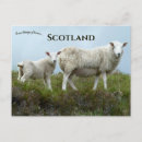 Recherche de ecosse cartes postales Mouton