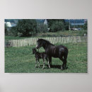 Recherche de poulain jument posters Chevaux