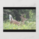 Recherche de bambi cartes postales Nature