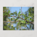 Recherche de fruit cartes postales Plante