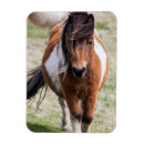 Recherche de pony magnete Fourrure