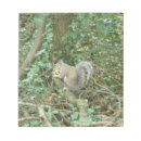 Recherche de écureuils blocsnotes Forêt
