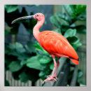 Recherche de ibis posters Oiseau