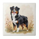 Recherche de tricolore carreaux Chien