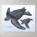 Recherche de luth posters Tortue de mer