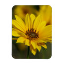 Recherche de pollen magnets Floral