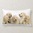 Recherche de de labrador retriever coussins Mignon