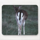 Recherche de nouvelle zélande tapis souris Faune