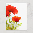 Recherche de fleur rouge posters Coquelicot