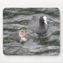 Recherche de pieds tapis souris Animaux