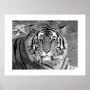 Recherche de tigre blanc noir posters Sauvage