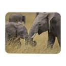 Recherche de éléphant magnets Parc national