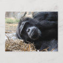 Recherche de visage de chimpanzé cartes postales Singe