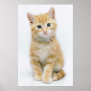 Recherche de pet photography posters Animal