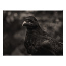 Recherche de monotoon posters Oiseau