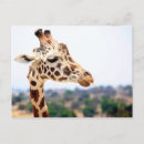 Recherche de tête de girafe posters Africain