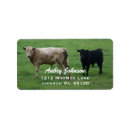 Recherche de pâturage photographie Vaches