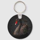 Recherche de black swan Bird