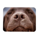 Recherche de chocolat magnets Animal