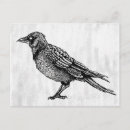 Recherche de dessin noir et blanc cartes postales Oiseau
