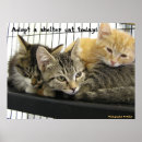 Recherche de refuges posters Chatons