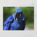 Recherche de perroquet bleu cartes postales Faune