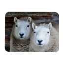 Recherche de deux animaux magnets Moutons