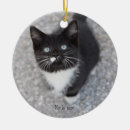 Recherche de chat noir et blanc ornements Pour eux