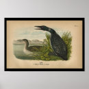 Recherche de loon posters Oiseau