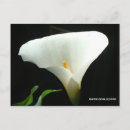 Recherche de callas cartes postales Fleurs