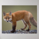 Recherche de comportement art Mammifère