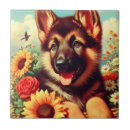 Recherche de berger allemand carreaux Mignon