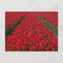 Recherche de champ de tulipe Fleurir