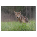 Recherche de coyote photographie Photographie de la nature