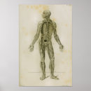 Recherche de système lymphatique posters Anatomie
