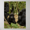 Recherche de gorilles posters En voie de disparition