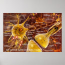 Recherche de neurones posters Biologie